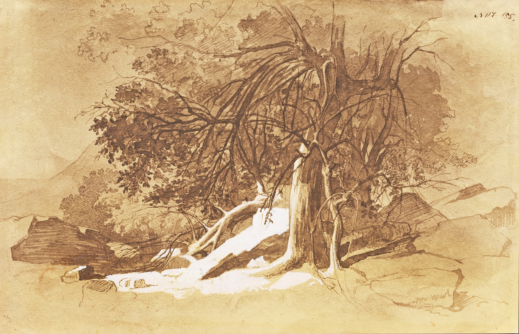 Mangyshlak Garden, 1851-52, sepia, ink, Chinese white